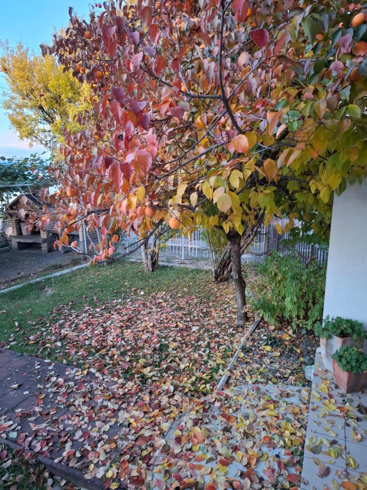 Apartments Villa Boris Ohrid Bagian luar foto